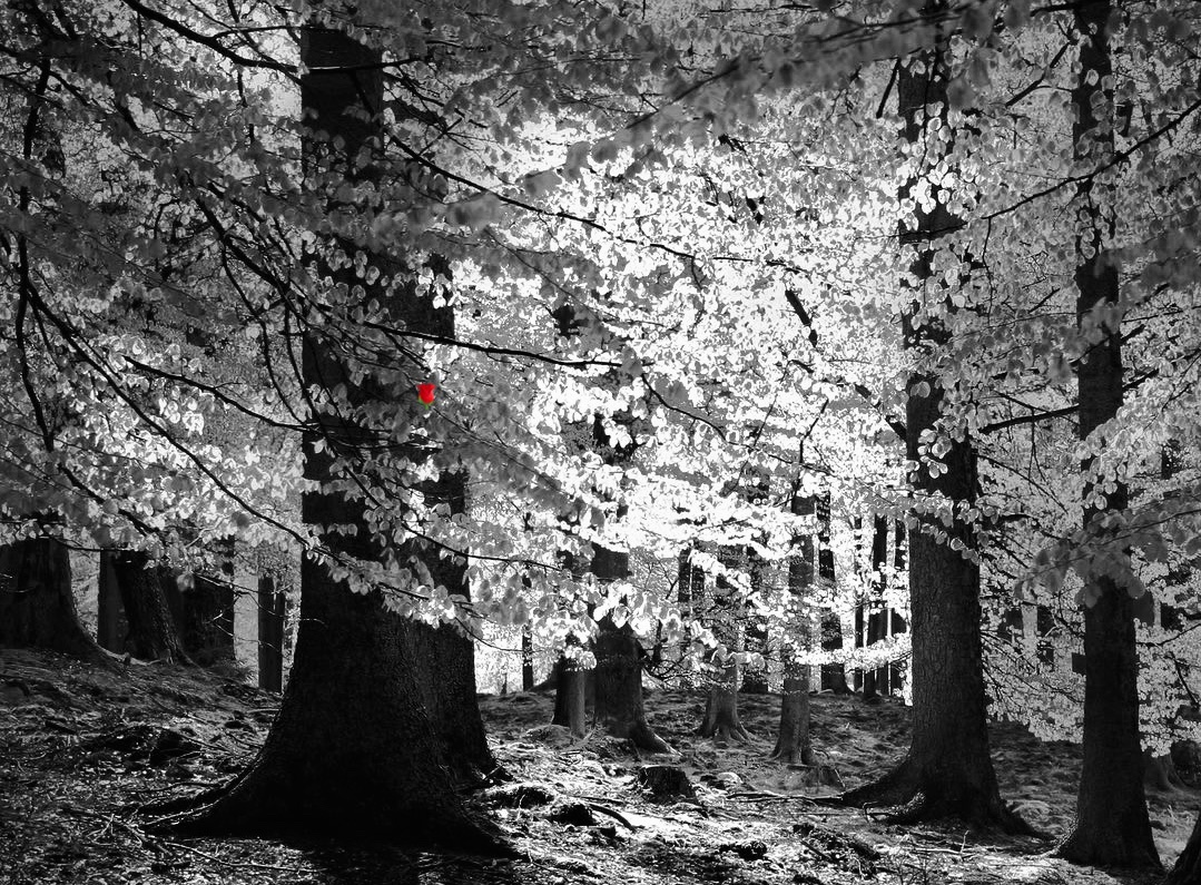 #MonochromeMonday   🖤🤍My 📸

Just be still…

I remember this warm summer day
I walked close to the trees so I could get some shade
I just wanted to get away
Not a sound I made

I took delight in the small breeze
I could hear the leaves whisper to each other
I just fell on my