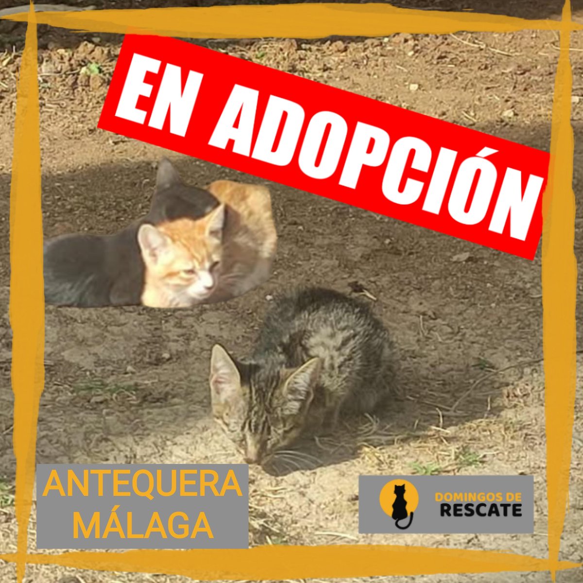 Domingos de Rescate 🆘 (@domingosrescate) on Twitter photo 3 BEBÉS
Necesitan acogida/adopción. En la calle no se les puede librar de las enfermedades.
Están en #ANTEQUERA #MÁLAGA
Contacto 637 17 60 58 (solo WhatsApp) <a href="/ArcadelTorcal/">A.P.A. ARCA DEL TORCAL</a> 3 BEBÉS
Necesitan acogida/adopción. En la calle no se les puede librar de las enfermedades.
Están en #ANTEQUERA #MÁLAGA
Contacto 637 17 60 58 (solo WhatsApp) <a href="/ArcadelTorcal/">A.P.A. ARCA DEL TORCAL</a>