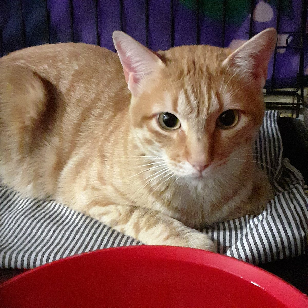 Domingos de Rescate 🆘 (@domingosrescate) on Twitter photo 📍2 añitos,
Sociable, cariñoso y muy juguetón.
Con chip, testado negativo.
📍#Vic, #Girona
Contacto <a href="/OsonaProtectora/">Protectora d'Animals d'Osona</a>
DM o infoproteosona@gmail.com
#DomingoDeRescate 📍2 añitos,
Sociable, cariñoso y muy juguetón.
Con chip, testado negativo.
📍#Vic, #Girona
Contacto <a href="/OsonaProtectora/">Protectora d'Animals d'Osona</a>
DM o infoproteosona@gmail.com
#DomingoDeRescate