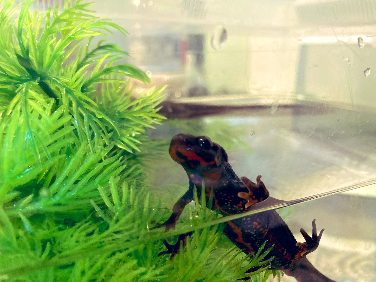 ダーウィンのイモリ特集めっちゃ良かったな〜〜！顔も好きだけど、イモリの泳ぎ方が可愛くて好き。うちの子たちもたくましく生きておくれ