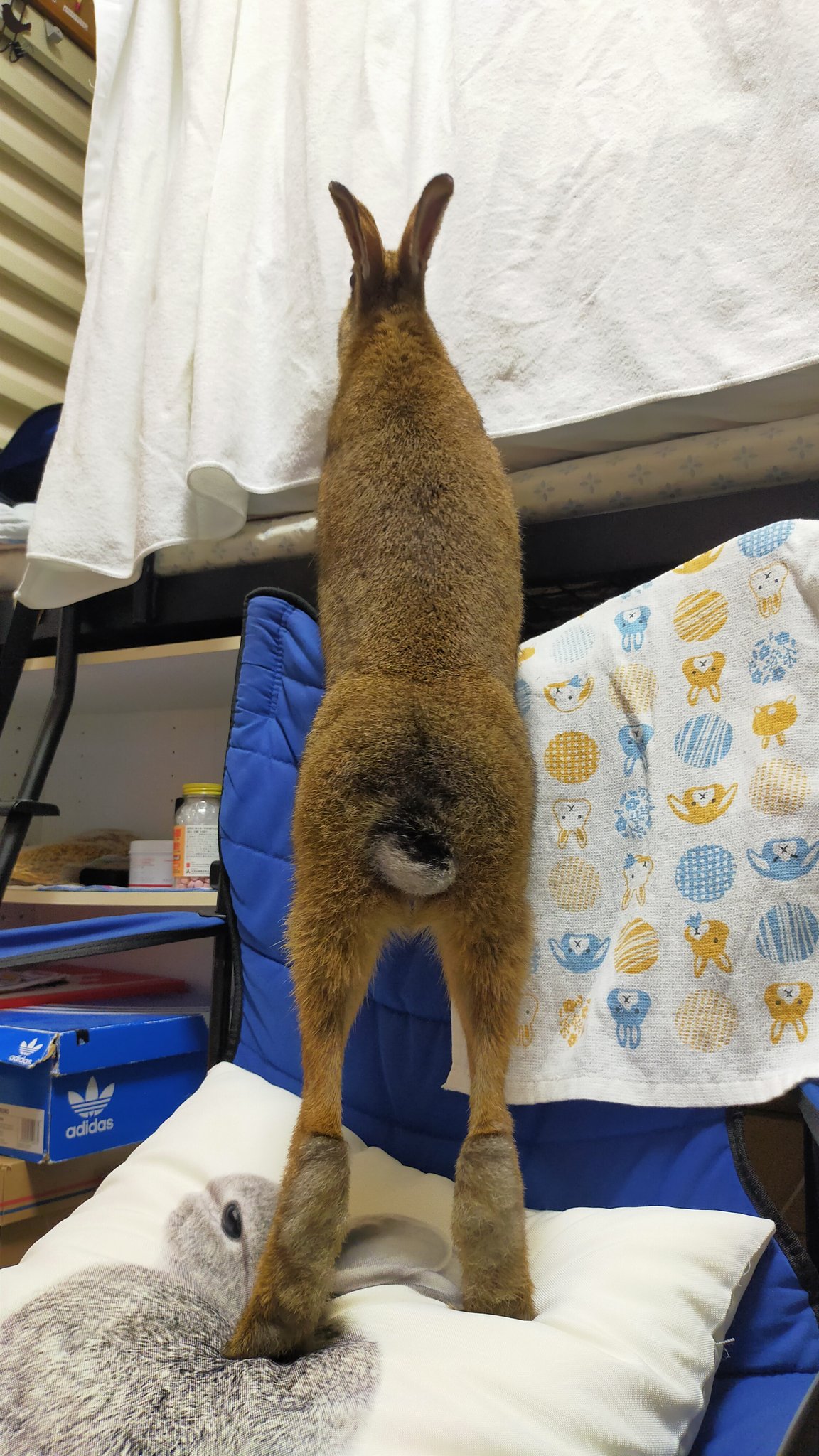 野うさぎ様 野うさぎ