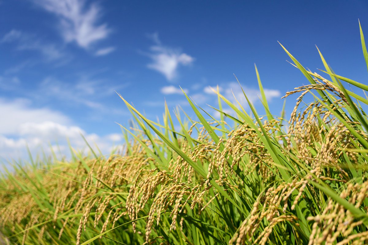 #Geneedited rice exhibits rice blast resistance and improved lignin content. Read details in #BiotechUpdates: bit.ly/3Ioq1Id
