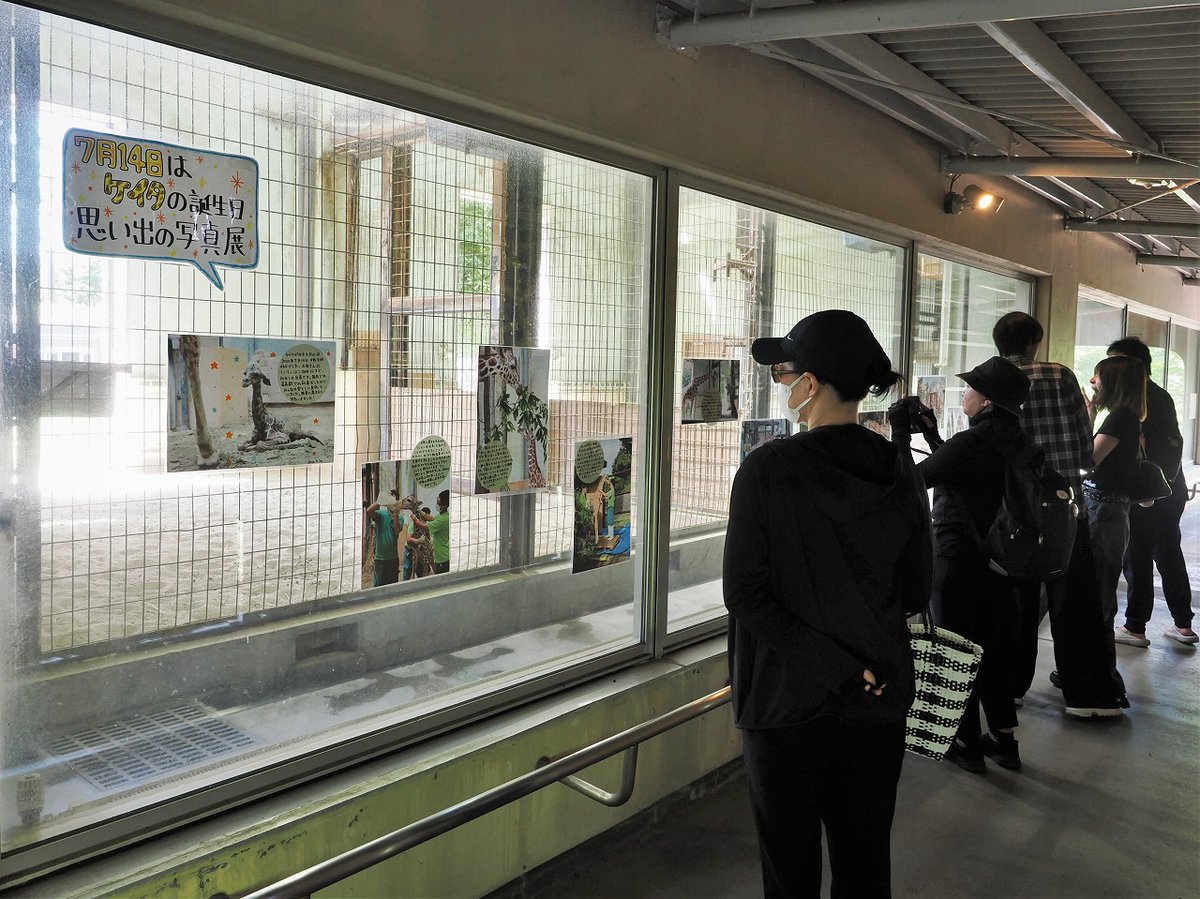 omoriyama_zoo's tweet image. 【キリン「ケイタ」のお誕生会を開催しました】
7月14日はケイタの誕生日。今年で5歳になりました。お誕生会では好物の野菜などで作った飼育員特製の誕生日ケーキ風ごはんをプレゼント。屋内観覧通路ではケイタの誕生から現在までのあゆみをたどる写真展を開催中です。ケイタ、ハッピーバースデー🎈