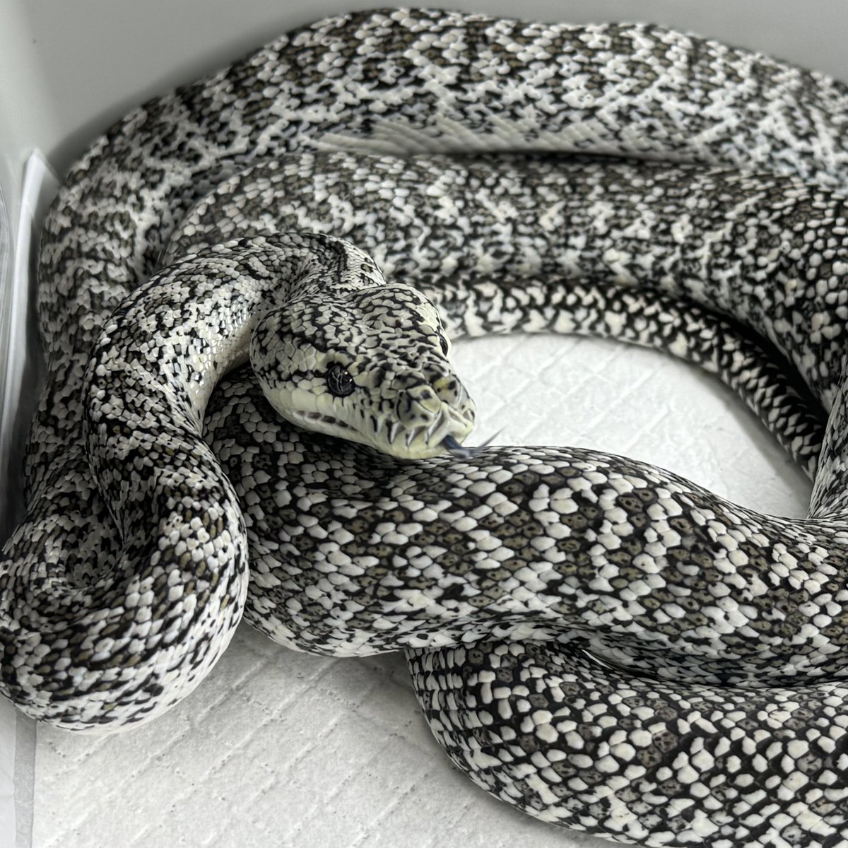 はちゅ太郎@アザグラマー tweet media