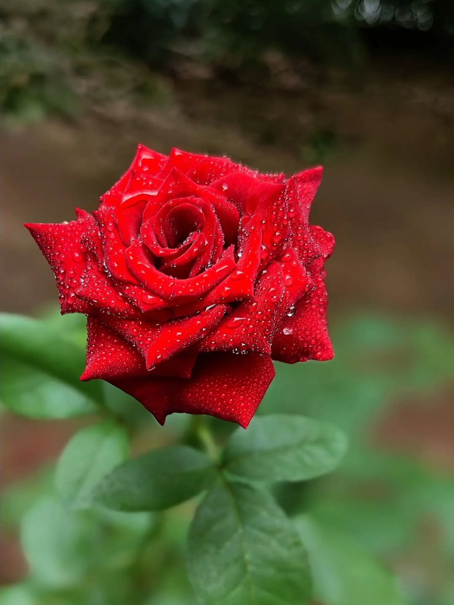 itsjaycee69's tweet image. Good Morning Friends!!
