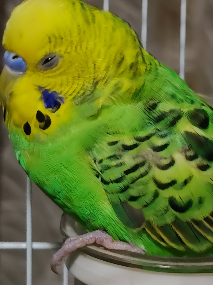 ◆インコ◆ 黄色と緑のパイドカラー🌟 セキセイインコ(パイド)