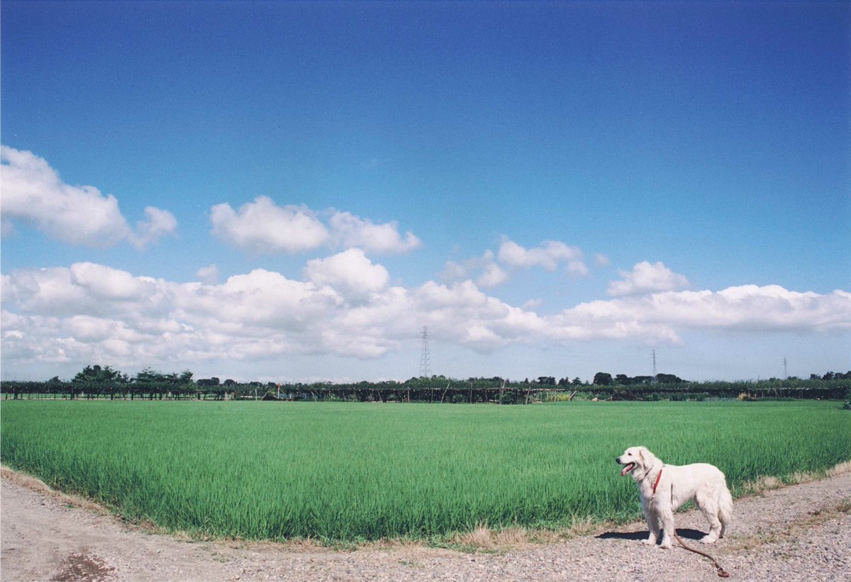 MAFF_JAPAN's tweet image. 農村の水田や用水路では、四季折々の美しい景色を見ることができます。
映えスポットにもなる豊かな穀倉地帯に、ぜひ足を運んでみてはいかがでしょうか📷
今週のWebマガジン『aff』では、用水路や水田を整備する #土地改良区 の活躍とそれが織りなす景色をご紹介します⏬
maff.go.jp/j/pr/aff/2507/…