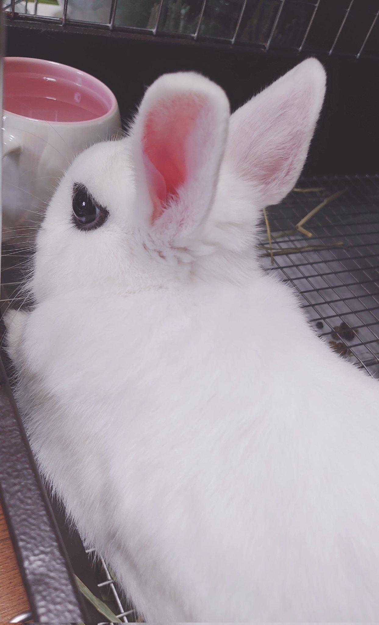 BuNNY TRAP/ﾎﾞｰﾏｽ60 D21.22⋆ᙏ *✨️ on X: 