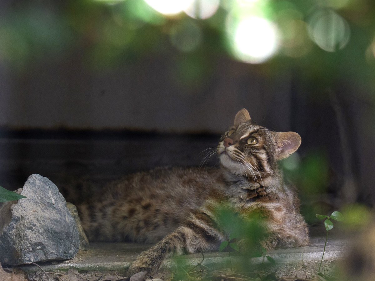 PGkXoqYKBwQ2ajk's tweet image. 日陰でゆっくり過ごすあいまに,外のカラスに「君たち暑そうだね」と視線を送るアカツキ
#アカツキ
#ツシマヤマネコ
#福岡市動物園
#ヤマネコ
#leopardcat
#対馬
#tsushimaleopardcat