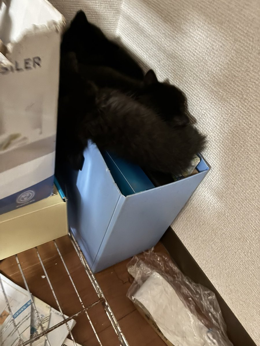 sakura19992001's tweet photo. 残り2匹も保護できました🐈‍⬛🐈‍⬛🐈‍⬛🐈‍⬛🐈‍⬛

1週間ぶりの兄弟の再会❣️

お母さん猫は逃げてしまって保護できず。。。
#黒猫
#保護猫 https://t.co/JyOFzkzuSf
