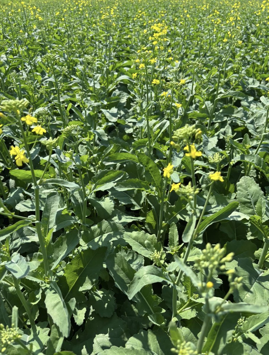 Guy Keeler PAg (@guykeeler) on Twitter photo <a href="/Western_Ag/">Western Ag</a> optimized N rate only 100 lbs to take advantage of the somewhat elevated N from the soil. N was applied as recommended here. <a href="/Western_Ag/">Western Ag</a> optimized N rate only 100 lbs to take advantage of the somewhat elevated N from the soil. N was applied as recommended here.