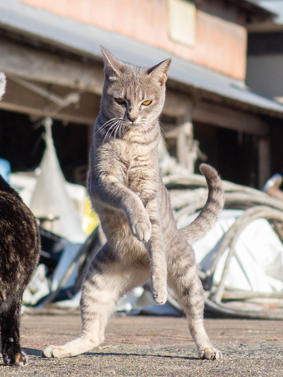 カメラを向けた時、あまりの殺気に気を抜いた瞬間にやられると死を覚悟した