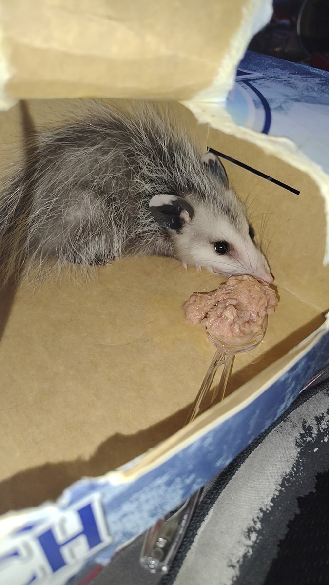 MEHPhotos's tweet image. A friend of mine found a hungry baby possum on his porch and is feeding him tuna from a spoon, as is the custom.