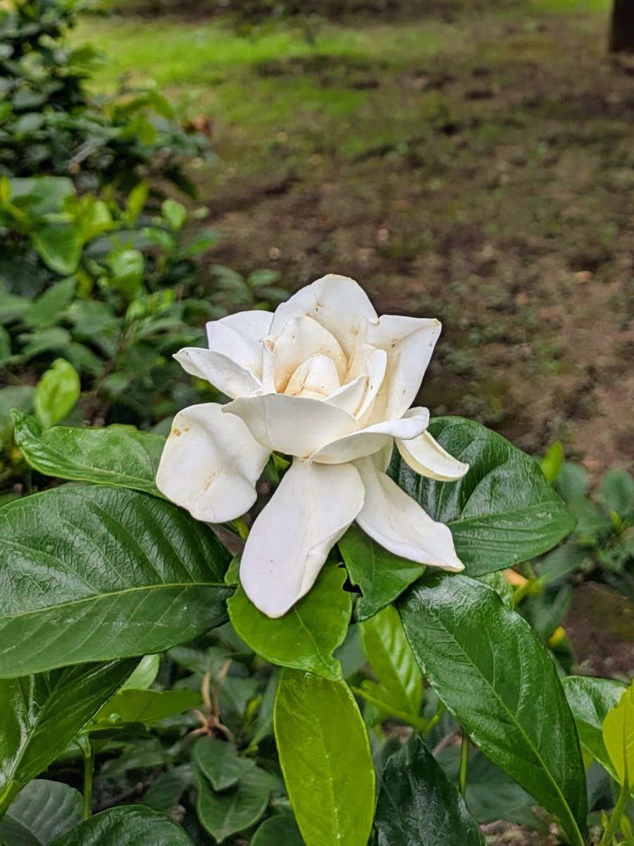 ７月１４日㊊🌨

本日の営業時間
🕖１９時開店〜🕛２４時閉店

🌍ひ ま わ り の 日🌎
１９７７(昭和５２)年   日本初の
静止気象衛生「ひまわり１号」が
打ち上げられました。

☘️新宿御苑(クチナシの花)🌿