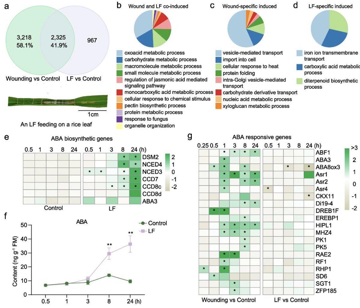 🔥 What happens when rice leaves are wounded?
🚨 New insights for rice insect resistance 
link.springer.com/article/10.100…
#PlantScience #RiceResearch #Transcriptome #Jasmonate