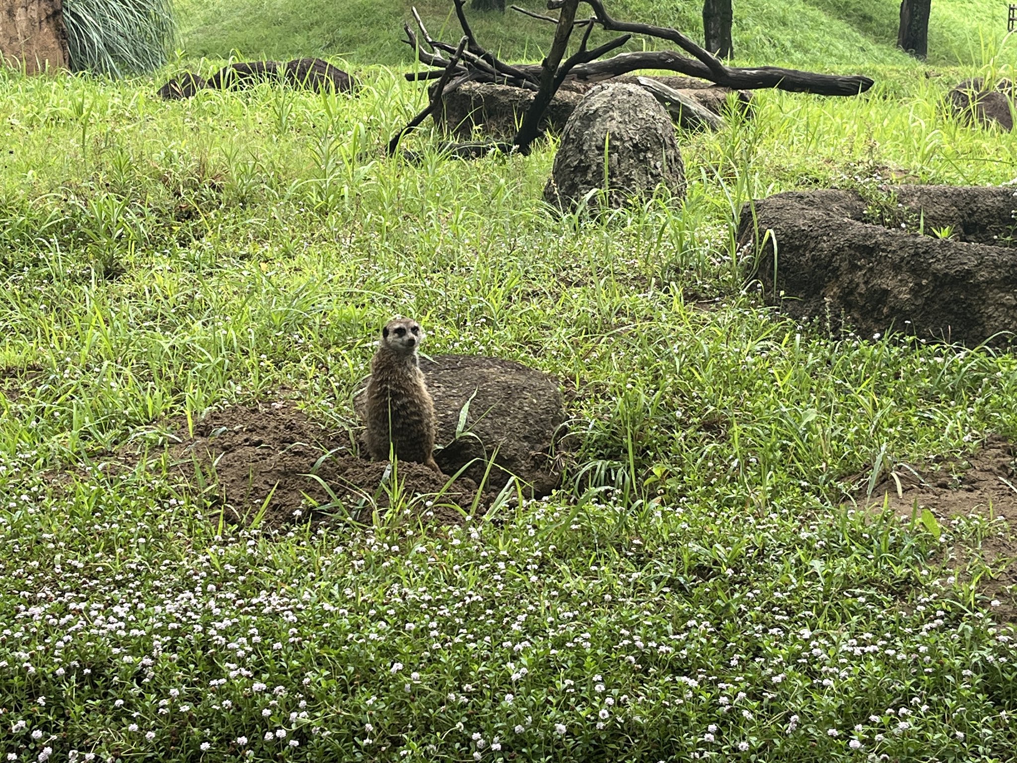 ミーアキャット　4枚 京都市動物園 | 最近のミーアキャットたち🌱 写真①②日光で
