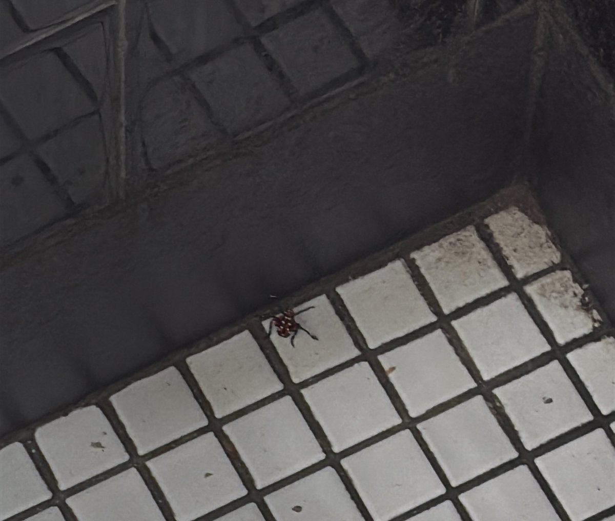 glass half empty mindset: this pizza place got bugs in it

glass half full mindset: i can look at cool bugs while waiting for my pizza