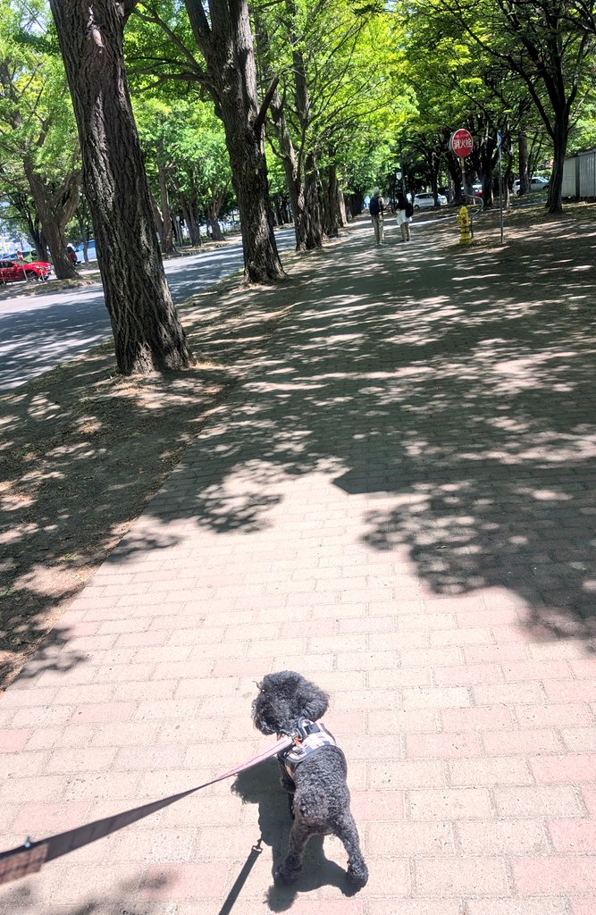 今日はかみさんの北大病院受診日なので、イチョウ並木を散歩