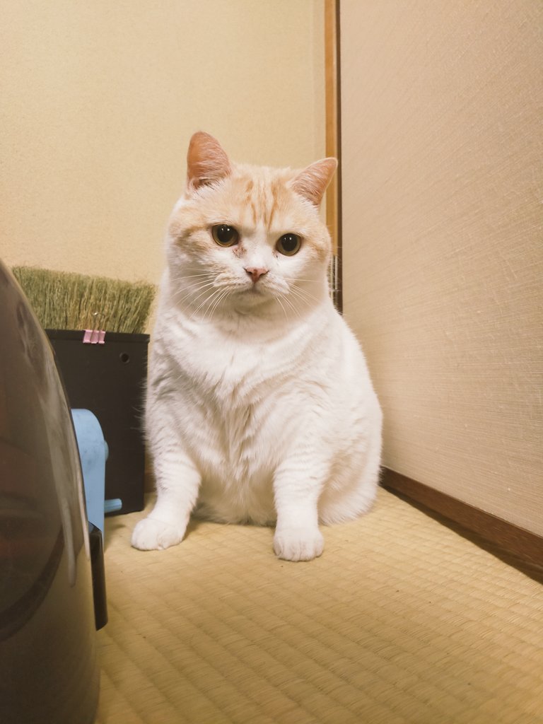 まさねこ まさまさ(猫) on X: 