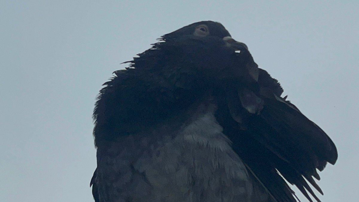 <a href="/PSAnhedonya/">AnhedonyA</a> <a href="/ram42207/">Karmel</a> Helping to b00$t
Pls help this one