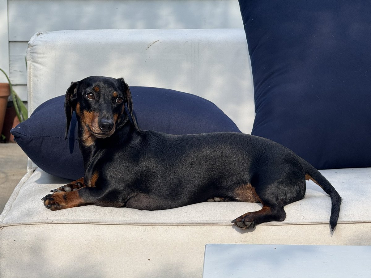 NightmareJS's tweet image. No dogs on the furniture. 
Enforced strictly