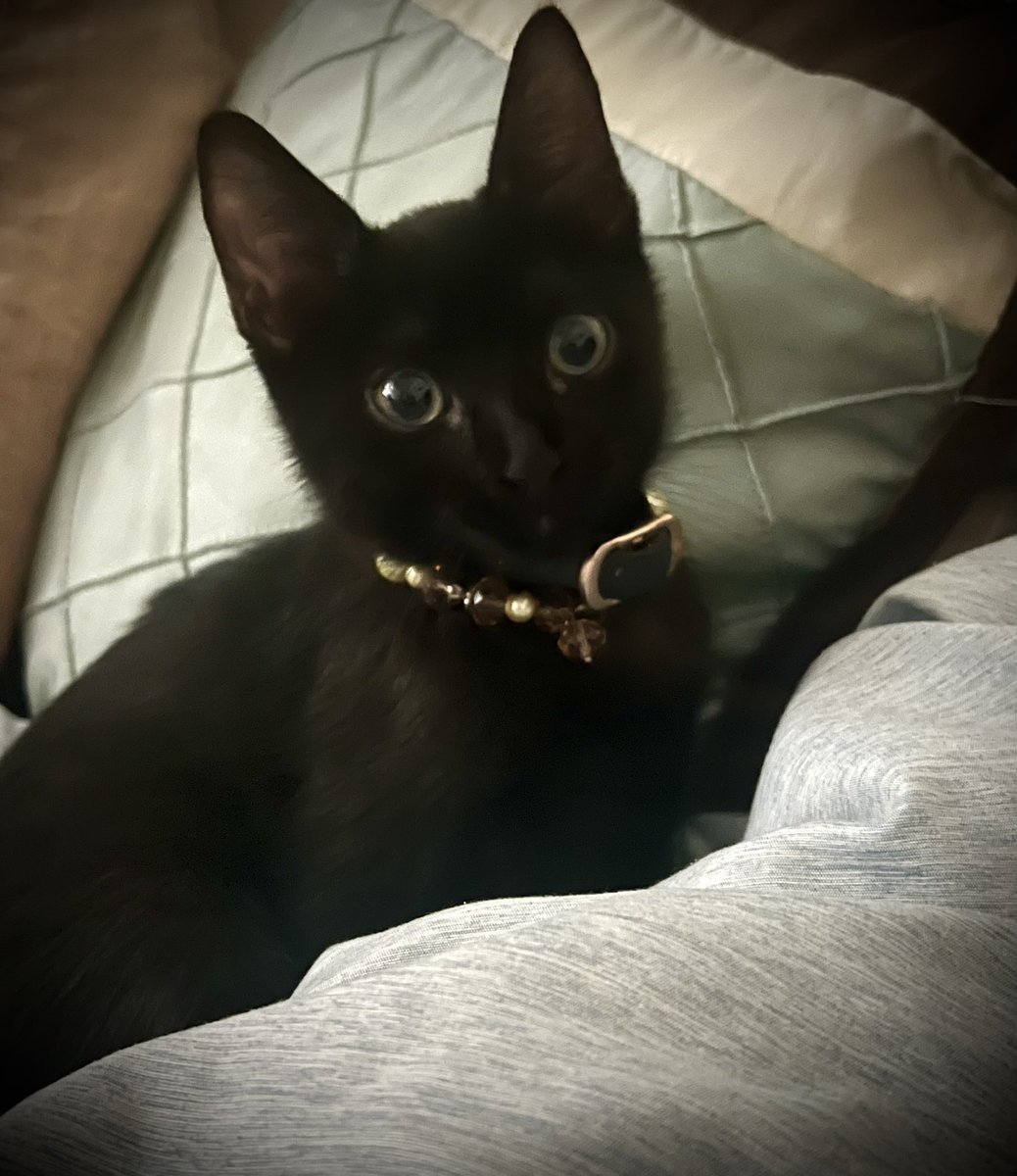 I love my miniature black panther she’s so cute, sweet, and funny 😂🥰 13Love