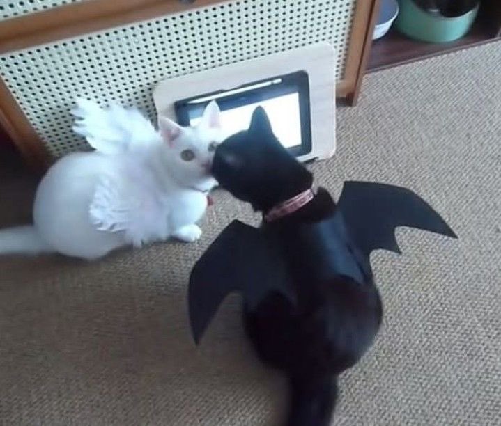 악마탱 천사댐 
근데 이제 악마탱냥이 미의 화신인