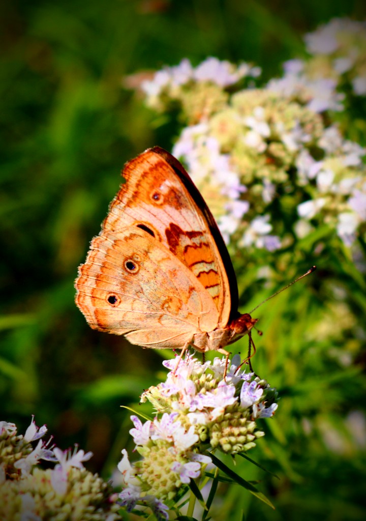 They go up ,and come back down..