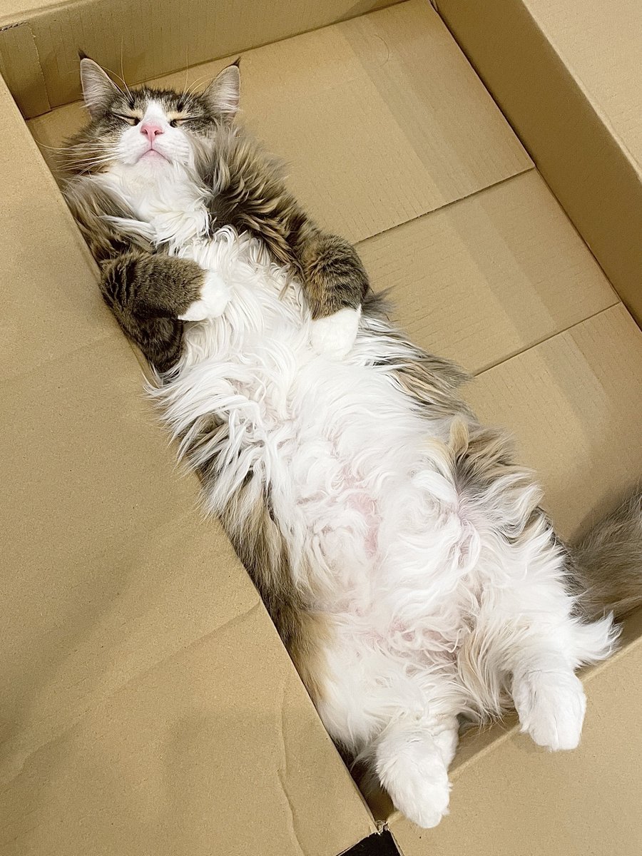 shiroan_chan's tweet image. 昨日のツイートに500匹以上のスヤスヤ猫ちゃんが大集結してて最高に癒やされるので見に行ったほうがいいです…🥹❤︎ご参加くださった皆さんありがとうございます🙌🏻