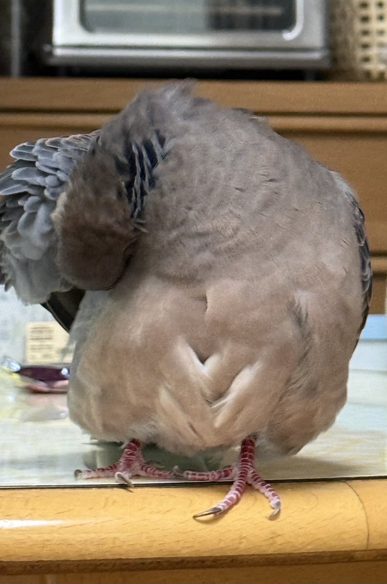 おなかが寝癖になっちゃったわ
#キジバト