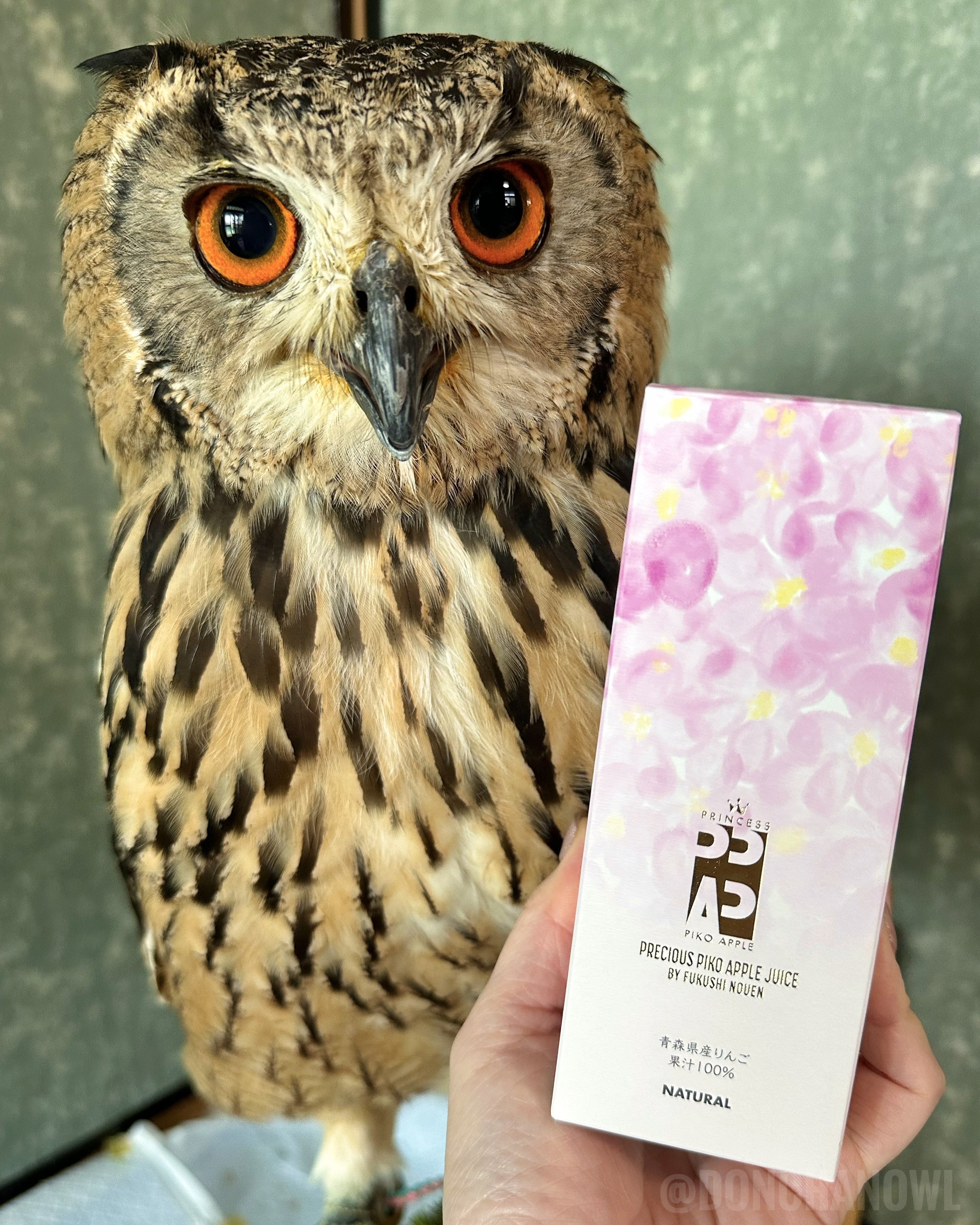 どんちゃん🦉 on X: 