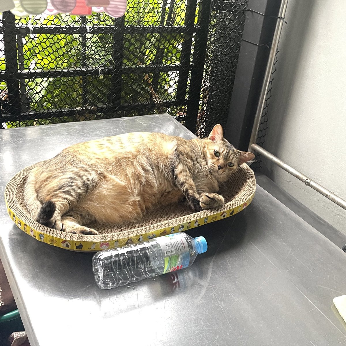 นอนรับลมหน้าบ้านอยู่ดีๆ ไลน์แมนมาส่งข้าวถามนุดว่า 

“แมวเดินได้ไหมครับ?”

สงสัยอยากได้ยันต์ห้าแถวแทนติ้บ!!!😤🤬