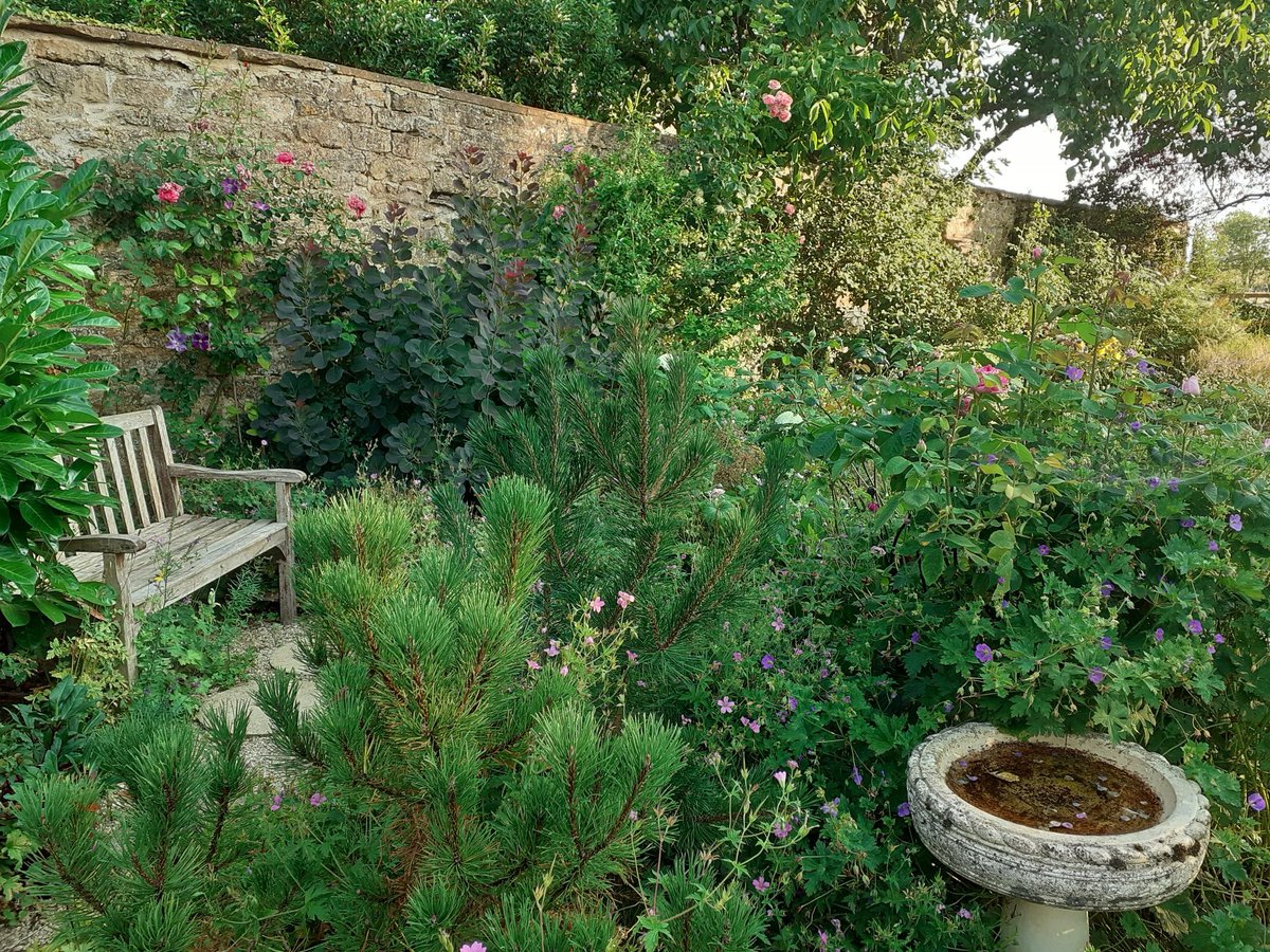 Good morning from my garden. There is a summer softness about the place after the heat.  Everything feels somewhat exhausted, like me. Gertrude does have a lovely 🌹 on her and there are dots of colour about the place 🌼  #SummerVibes #GardeningX #gardenshour #MondayMood #flowers