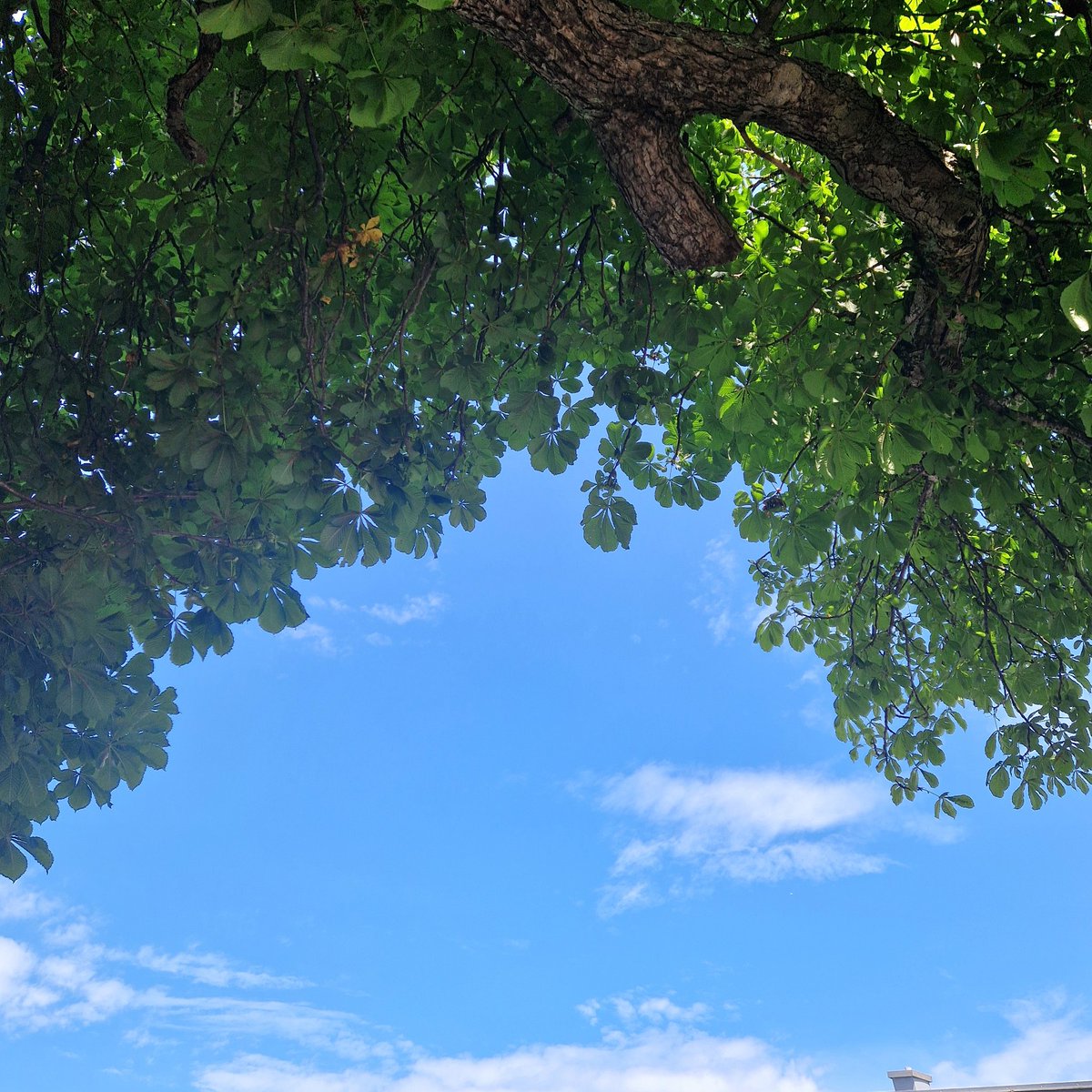 마로니에의 시간.
초록 공기를 감싼 나무의 굵은 줄기와 가지에 달린 무성한 잎 때문에 그늘이 시원하게 퍼져 나간다. 한 달 전보다 잎은 더 짙어지고 새 열매가 귀엽게 매달려 있다. 여름 내내 햇빛은 열매를 알밤보다 더 크고 단단하게 만들어 가을이 되면 땅으로 낙하 시킬 것이다.