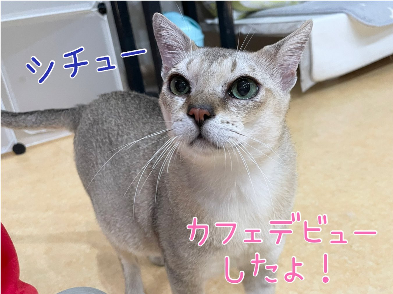 臆病猫　リバティガウチョ 譲渡型保護猫カフェ Cat Club Cherish | こんにちは🌞 昨日から