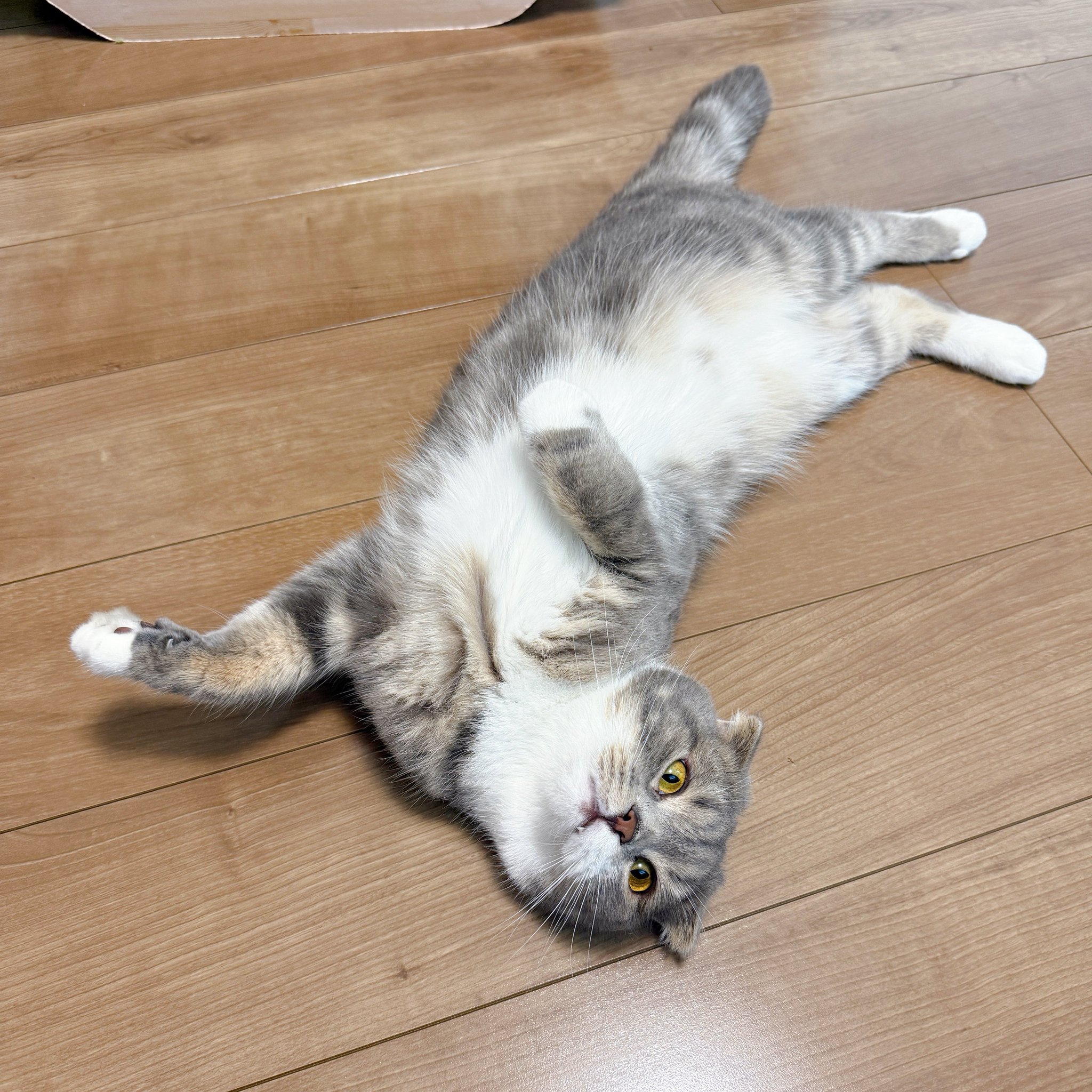 そねこ　20キロ Whiskers Cat on X: 