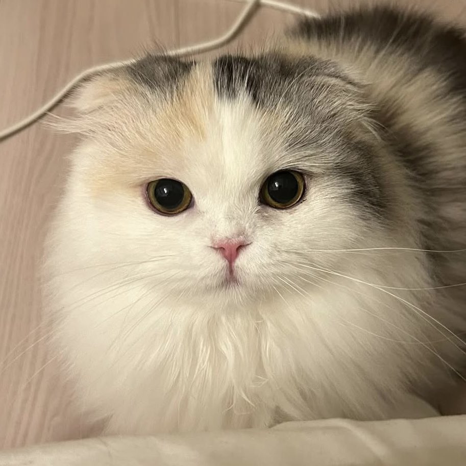 猫様と下僕 (@latte_0603) / Posts / X