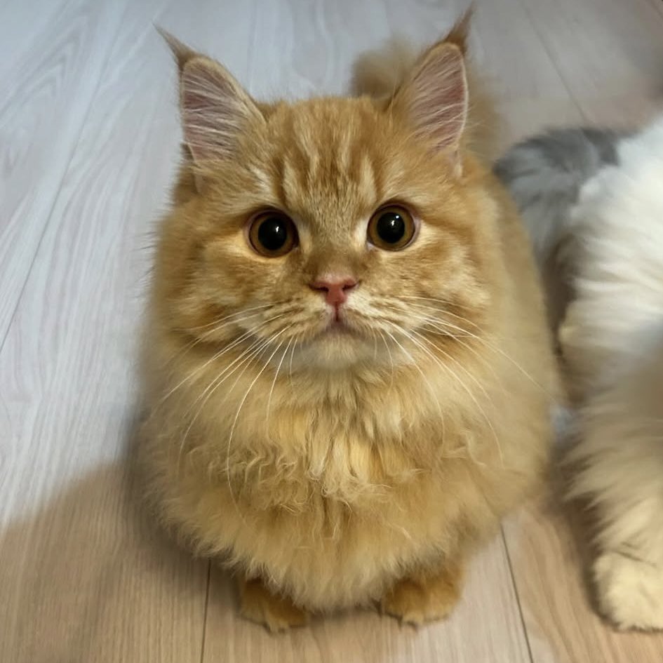 猫様と下僕 (@latte_0603) / Posts / X