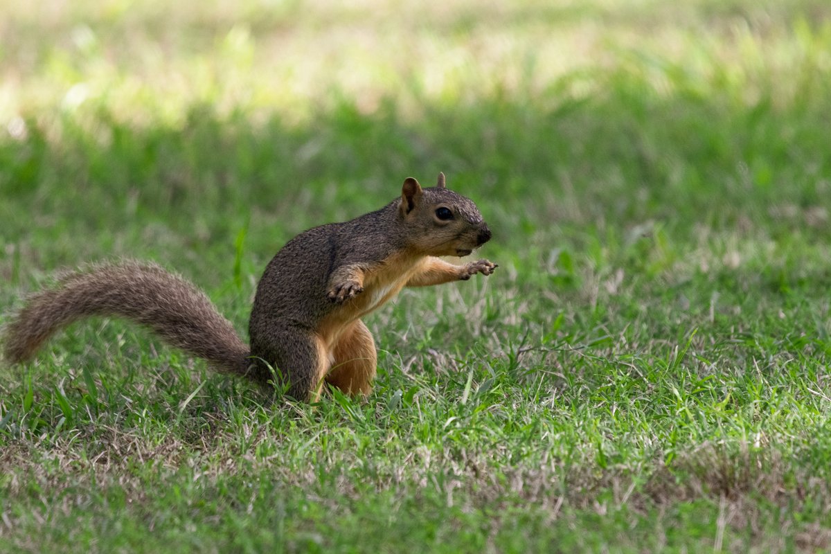 A fox squirrel doing its morning workout.
#squirrel 
#NaturePhotography 
#wildlifephotography 
#NatureBeauty
