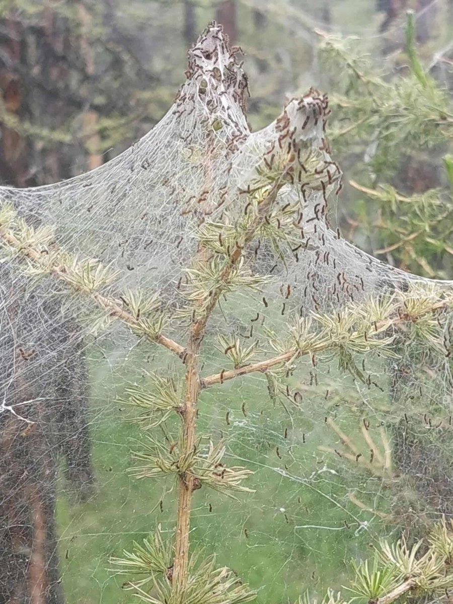 Гомдож байна.
Монгол улсын Ерөнхийлөгчөө 
Улсын их хурлын гишүүд ээ. 

Завхан аймгийн ойн сан ихэнх нь хортон шавьж идэж устаж үгүй болох дээрээ тулаад байна. 

Ойн сангаа хамгаалмаар байна. Тавигдсан төсөв нь 10%~г нь хамгаалах төсөв болжээ. Бусад нь устлаа.