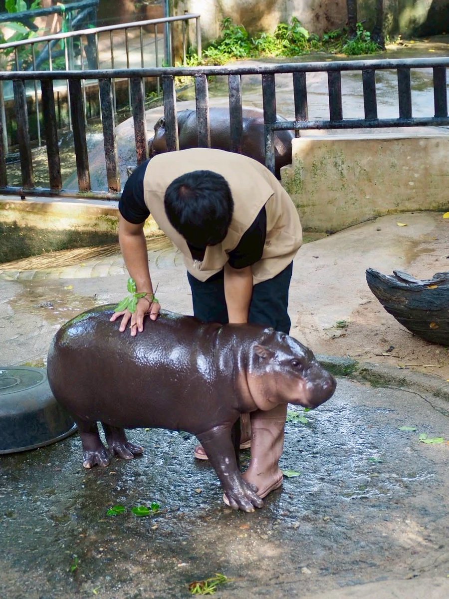 สื่อต่างประเทศลงข่าววันเกิดหมูเด้งหนักมาก เห็นเเล้วน้ำตาจะไหล อ่านไม่ออก🤣#hippo #PygmyHippo #ขาหมูแอนด์เดอะแก๊ง #หมูเด้งจะเด้งกี่โมง #Moodeng #พี่ขาหมู #สวนสัตว์แปลกเขาเขียว
