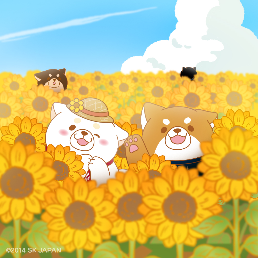 c_mochishiba's tweet image. なつのおはな ひまわりを みると
なんだか げんきが でてきますーっ🌻

#ひまわりの日 #忠犬もちしば