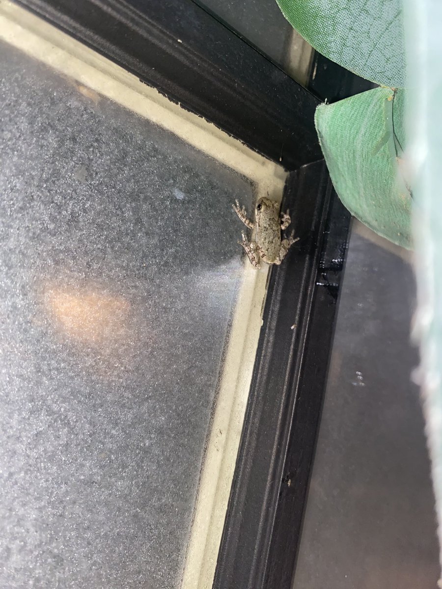 Visitors 🐸♥️