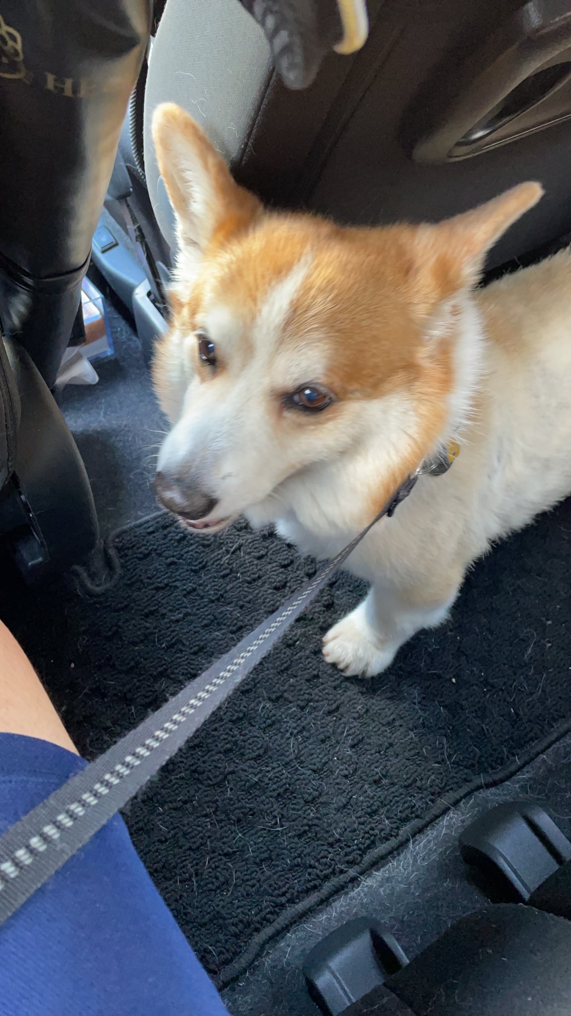 コスモスコーギー コーギー犬もこすけ on X: 