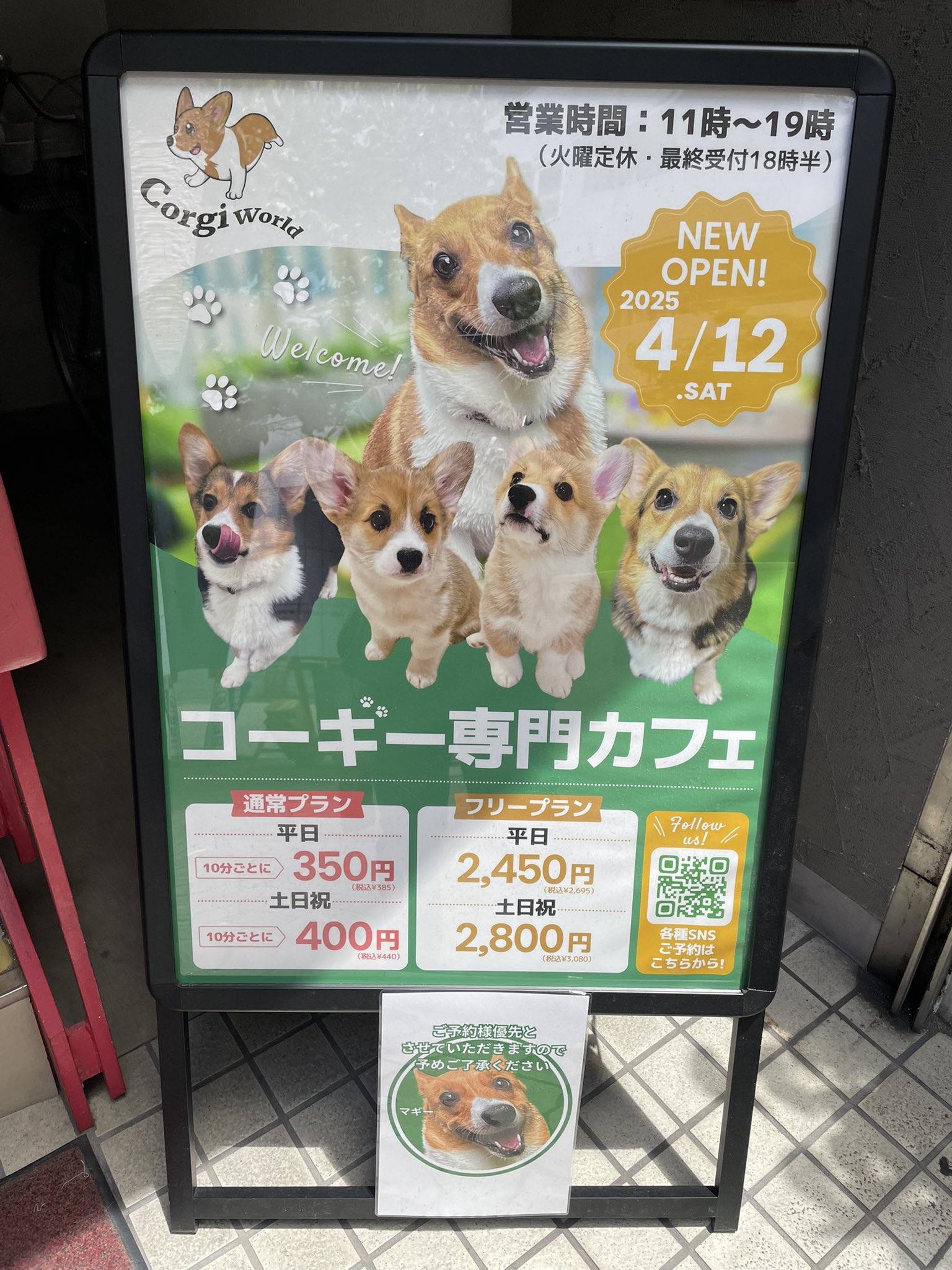 コスモスコーギー コーギー犬もこすけ on X: 
