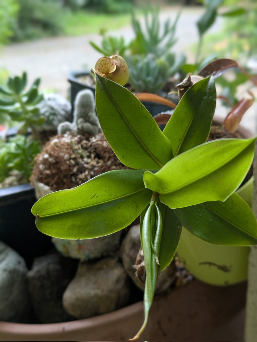 wspmms's tweet image. 進路希望表に花屋コーナーで確実に水切れでひんしなことになっている植物に水やって帰ぇってきたらトランクでもぅ復活してんの見てぬぁ〰️にが感謝セールセットでお得だもけけティカ・セブンとありますが❔️#いのち　#はっぱ