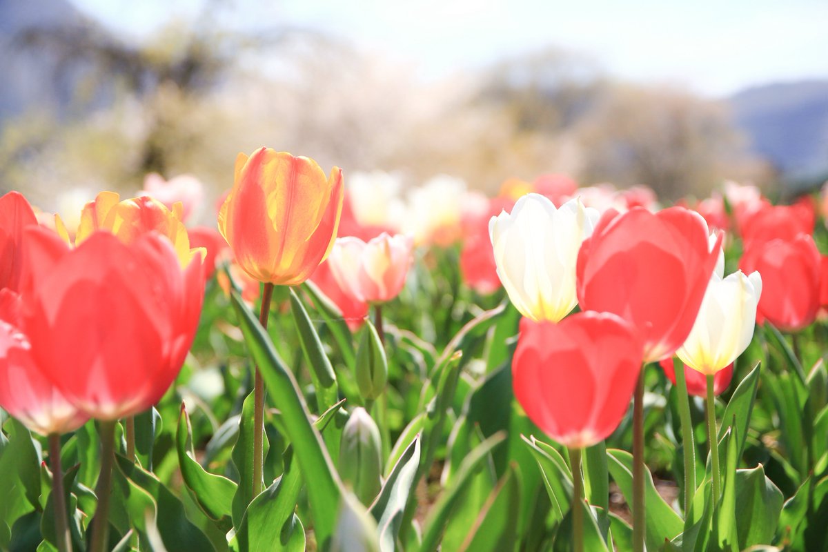 🌷