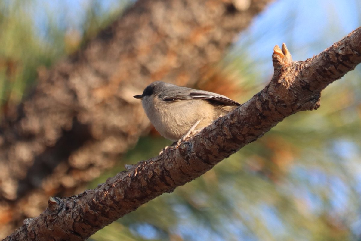 YBirder's tweet photo. Pygmy Nuthatch, Bryce Canyon
#birds #birding #birdphotography https://t.co/8yWYHnAp61