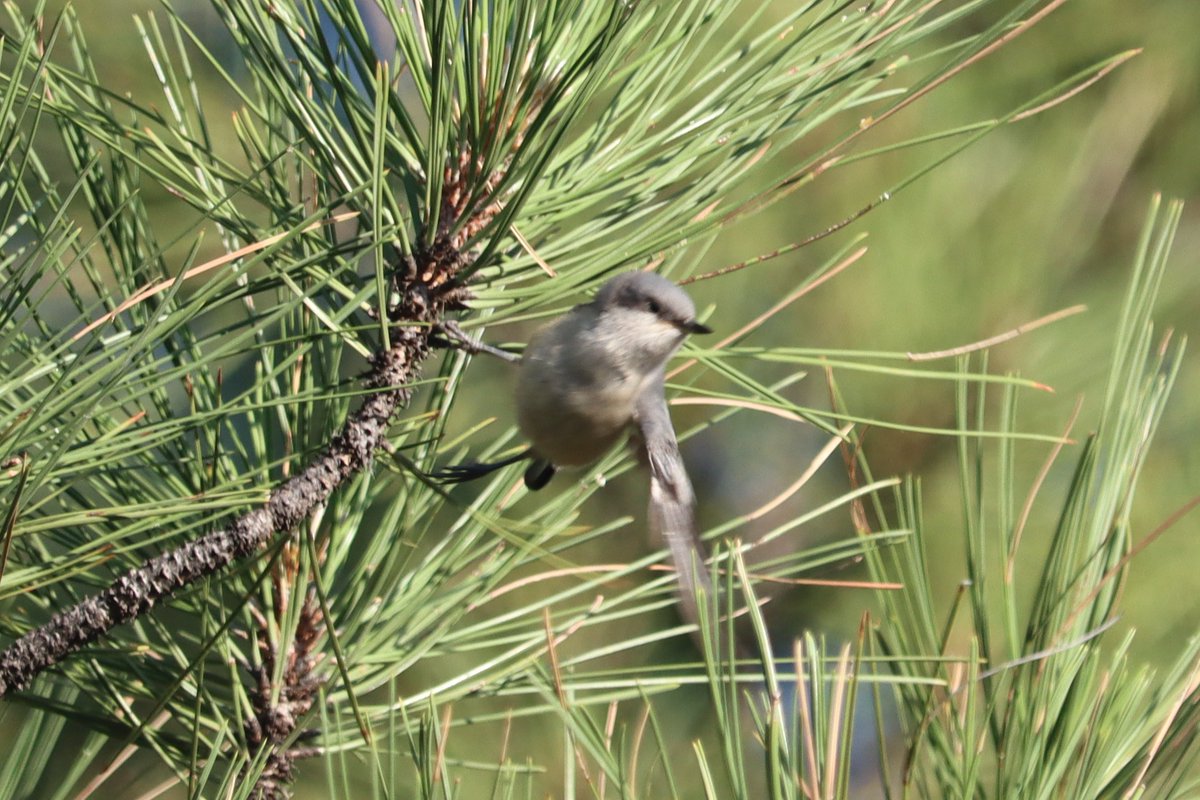 YBirder's tweet photo. Pygmy Nuthatch, Bryce Canyon
#birds #birding #birdphotography https://t.co/8yWYHnAp61