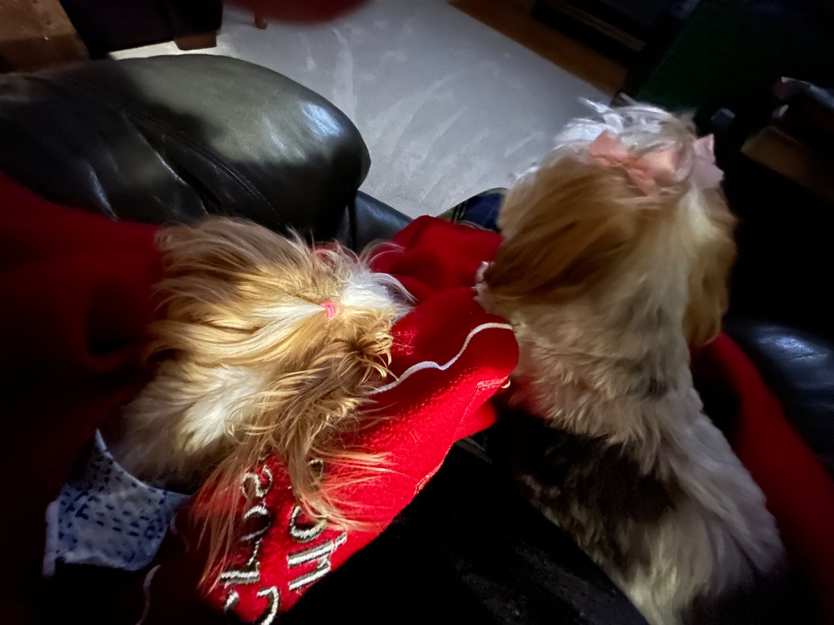 bilbrandon's tweet image. Two dogs loving Sports Wrap. @KSTP @DWolfsonKSTP